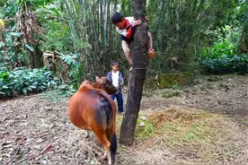 俗语：儿子像娘，金砖砌墙，女儿像老子，反穿皮袄子，说的是啥？图片