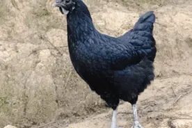 农家养的土鸡，被眼镜蛇咬过后，老人说是上等美食，是真的吗？图片