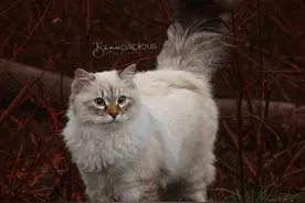 西伯利亚森林猫：拥有战斗民族的高贵与骄傲，宛若丛林仙子，真美图片