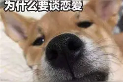 假如猫咪和狗狗在一起了，会是怎么样的呢？狗狗：我命苦啊图片