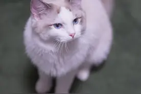 好神奇的猫猫，每换个角度就像变了个脸一样图片