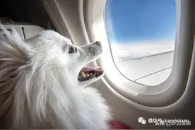怎么带宠物飞中国和新加坡？疫情期间的真实案例分享图片