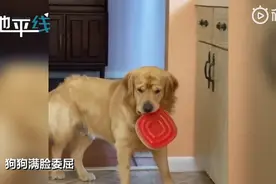 好沮丧！狗狗偷吃被主人教育后满脸委屈地放下，网友：眉毛都皱巴巴了图片