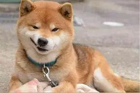 别被柴犬治愈系的笑容欺骗了，柴犬的7大缺点，网友表示：不敢养图片
