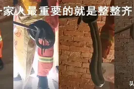 吓人！房间揪出4条蛇！图片