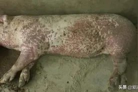猪败血性链球菌病怎么治疗？找准原因，从这几个方面下手图片
