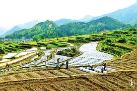 乡村振兴丨寿宁县托溪乡：荒山“掘金”走稳脱贫增收路图片