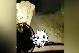 教科书式自救！司机夜行遇野象“怼脸”还安慰同伴：“莫慌莫慌”图片