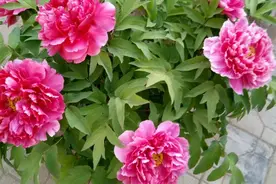 秋养牡丹花：不容易？掌握2个小技巧，照样枝叶繁茂、开花绚烂图片