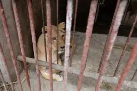 绕圈、摆头、吐舌头....这些刻板行为都是圈养动物的“抑郁症”图片