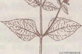 每日一中药——豨莶草图片