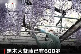 可惜！日本600岁巨型紫藤花被全部剪掉，网友想不通图片