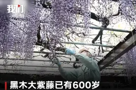 可惜！日本600岁巨型紫藤花被全部剪掉，网友想不通图片