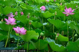 京城荷花正盛开！这10个最美赏荷地等你来！图片