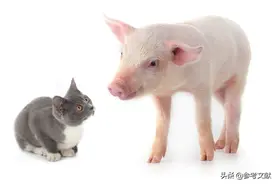 你听到过的最好笑的冷笑话是什么？图片