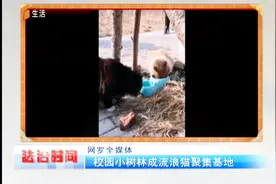暖心！校园小树林成流浪猫聚集基地，学生为其打造猫窝视频封面