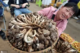 云南的“四大名菌”，营养价值高！堪称“菌中之王”，你吃过吗？图片