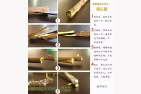 农业知识｜果树12种嫁接法演示图图片