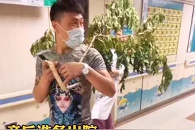 “最实惠”的宝爸火了，扛一大颗桃树杈给娃辟邪，宝妈没忍住笑了图片