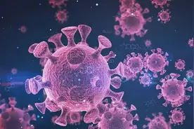 科学家在蝙蝠身上发现六种未知的冠状病毒，或也可危及人类健康图片