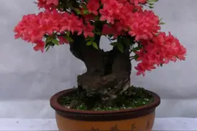 映山红夏秋季巧施肥，来年才能开花美图片