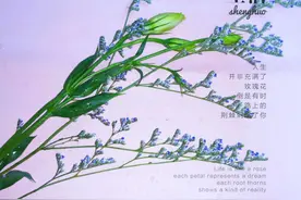 女神节迟来的礼物，你都能叫出它们的名字吗？图片