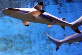 “独居”10年，意大利水族馆内雌鲨产子，科学家：无雄鲨DNA图片