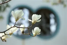 睁眼是南山的花开，回眸是汉服小姐姐的笑颜图片