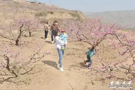 【云上桃花会·图片】秦安：春色满园关不住 桃花惹得游人来图片