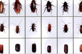 打不死的小强，是怎样进化成地球上最成功的生物的？图片