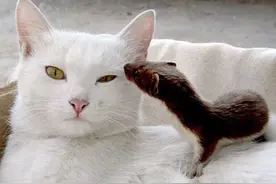 黄鼠狼的天敌是什么？看家护院的社会大鹅，还是战无不胜的猫？图片