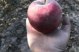 自己家果园种植冰糖心苹果，果园直发，全国包邮，你们懂得图片