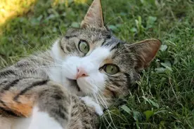 都说高蛋白是猫软便的元凶，真的对吗？图片