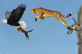 老鹰猎杀豹子幼崽，不料豹妈突然出现，老鹰：我现在跑还来得及吗图片