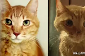 猫得了抑郁症到底有多痛苦？看到这只猫我瞬间明白了图片