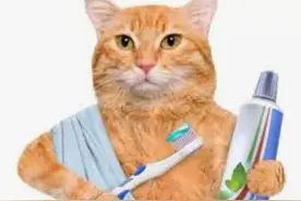 猫杯状病毒可以治愈吗？杯状阳性猫咪有哪些养护注意事项？图片