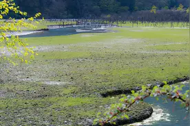 四川又发现一人间仙境，树还会走路？还是濒危动物的栖息地图片