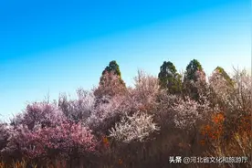云游河北 | 东太行桃花寄来的春意，您是否收到?图片