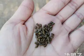 与决明子的缘分图片