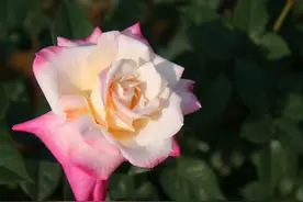 ​4个星座，说分手，不吵不闹，不开玩笑，一旦决定，义无反顾离开图片