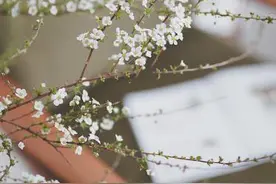 雪柳花语 雪柳什么时候开花 春天似柳条的花天使图片