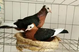 观赏鸽之鸽棚修建图片