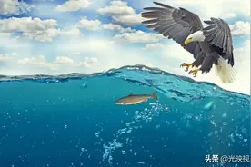 野生鸟类摄影指南（一）图片