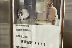 猫进家门赖着不走，女子电梯贴失猫招领走红，网友起哄养下去图片