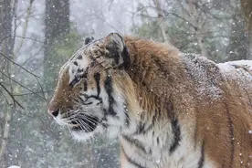 虎啸 熊嗷 狼嚎 豹上树，林海雪原为何这么热闹？因为雪季到了图片