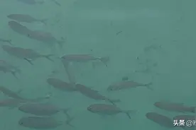 泰国洪岛鱼群聚集 海洋生态丰富多样图片