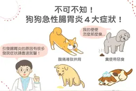 不可不知！狗狗急性肠胃炎，常见的４大症状！图片