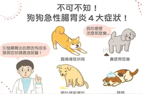 不可不知！狗狗急性肠胃炎，常见的４大症状！图片