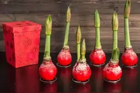 网红封蜡朱顶红，懂花的人不忍心买，看着就遭罪图片