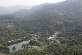 博罗｜电商平台＋＂荔枝妹＂直播手段　缩短荔枝从枝头到舌尖的时间图片